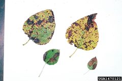 Phyllonorycter apparella3 by A. Steven Munson. Used under a CC BY 3.0 license.