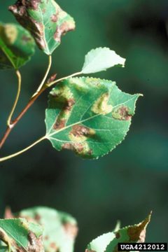 Phyllonorycter apparella4 by Minnesota Department of Natural Resources Archive. Used under a CC BY 3.0 license.