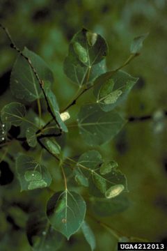 Phyllonorycter apparella5 by Minnesota Department of Natural Resources Archive. Used under a CC BY 3.0 license.