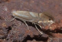 Phyllonorycter P1130017b by 
xpda. Used under a CC BY-SA 4.0 license.