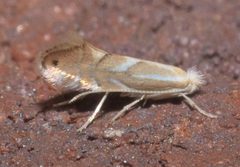 Phyllonorycter P1120989a by 
xpda. Used under a CC BY-SA 4.0 license.