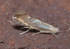 Phyllonorycter P1130123a by 
xpda. Used under a CC BY-SA 4.0 license.