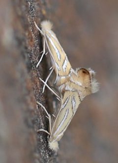 2021 08 07 Phyllonorycter platani by Slimguy. Used under a CC BY 4.0 license.