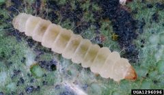 Phyllonorycter platani larva by Gyorgy Csoka. Used under a CC BY 3.0 license.