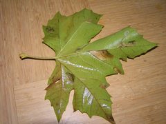 Phyllonorycter platani mine FvL by Fvlamoen. Used under a CC BY-SA 3.0 license.
