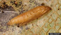 Phyllonorycter platani pupa by Gyorgy Csoka. Used under a CC BY 3.0 license.