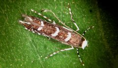 Parectopa robiniella 1296151 by Gyorgy Csoka, Hungary Forest Research Institute, Bugwood.org. Used under a CC BY 3.0 us license.