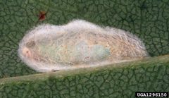 Parectopa robiniella cocoon by Gyorgy Csoka. Used under a CC BY 3.0 license.