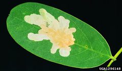 Parectopa robiniella damage2 by Gyorgy Csoka. Used under a CC BY 3.0 license.