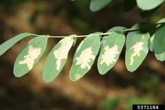 Parectopa robiniella damage3 by Gyorgy Csoka. Used under a CC BY 3.0 license.