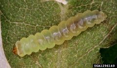 Parectopa robiniella larva by Gyorgy Csoka. Used under a CC BY 3.0 license.
