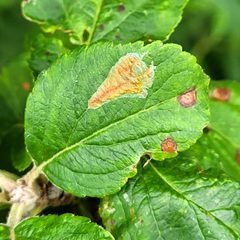 Callisto denticulella by Jowaninpensans. Used under a CC BY-SA 4.0 license.