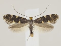 Callisto denticulella 01 by Marko Mutanen. Used under a CC BY-SA 4.0 license.