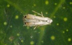 Phyllocnistis citrella adult by Jeffrey W. Lotz. Used under a CC BY 3.0 license.