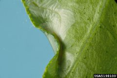 Phyllocnistis citrella damage by Jeffrey W. Lotz. Used under a CC BY 3.0 license.