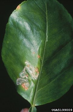 Phyllocnistis citrella damage1 by Jeffrey W. Lotz. Used under a CC BY 3.0 license.