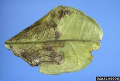 Phyllocnistis citrella damage2 by Jeffrey W. Lotz. Used under a CC BY 3.0 license.