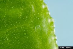 Phyllocnistis citrella egg by Jeffrey W. Lotz. Used under a CC BY 3.0 license.