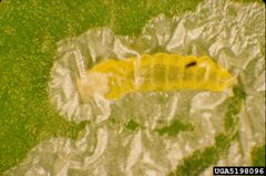 Phyllocnistis citrella larva by Jeffrey W. Lotz. Used under a CC BY 3.0 license.
