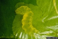 Phyllocnistis citrella larva1 by Jeffrey W. Lotz. Used under a CC BY 3.0 license.