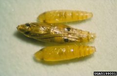 Phyllocnistis citrella pupa1 by Jeffrey W. Lotz. Used under a CC BY 3.0 license.
