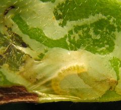 Phyllocnistis magnoliella caterpillar. leaf mine by Beatriz Moisset. Used under a CC BY-SA 4.0 license.