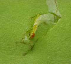 Phyllocnistis magnoliella caterpillar. open mine by Beatriz Moisset. Used under a CC BY-SA 4.0 license.