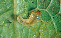 Phyllocnistis populiella1 by USDA Forest Service - Ogden Archive. Used under a CC BY 3.0 license.