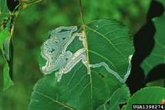 Phyllocnistis populiella damage1 by Steven Katovich. Used under a CC BY 3.0 license.
