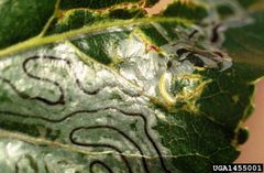 Phyllocnistis populiella damage2 by Whitney Cranshaw. Used under a CC BY 3.0 license.