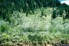 Phyllocnistis populiella infestation by USDA Forest Service - Ogden Archive. Used under a CC BY 3.0 license.