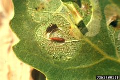 Phyllocnistis populiella pupa by USDA Forest Service - Ogden Archive. Used under a CC BY 3.0 license.