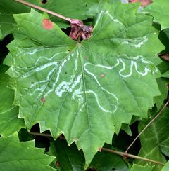 Phyllocnistis vitegenella by Ken Kneidel. Used under a CC0 license.