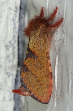 Phymatopus hectoides 789139 by Don Loarie. Used under a CC BY 4.0 license.