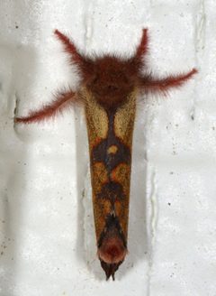 Phymatopus hectoides 789140 by Don Loarie. Used under a CC BY 4.0 license.
