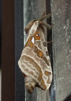 S. argenteomaculatus01 by A-P Drapeau Picard. Used under a CC0 license.