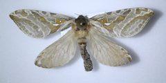 S. argenteomaculatus02 by A-P Drapeau Picard. Used under a CC0 license.