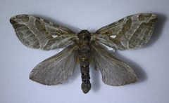 S. argenteomaculatus03 by A-P Drapeau Picard. Used under a CC0 license.