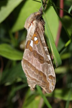 Sthenopis argenteomaculatus 4908730 by Laura Gaudette. Used under a CC BY 4.0 license.