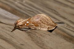 Sthenopis argenteomaculatus 8522580 by Laura Gaudette. Used under a CC BY 4.0 license.