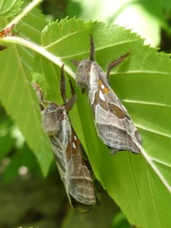 Sthenopis argenteomaculatus 87998349 by Christian Grenier. Used under a CC0 license.