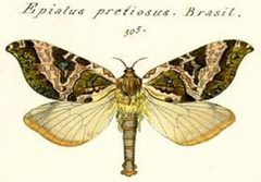 Sthenopis pretiosus - Herrich-Schaffer - 1856 by Gottlieb August Wilhelm Herrich-Schäffer. Used under a Public domain license.