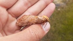 Sthenopis purpurascens 49749158 by Quinten Wiegersma. Used under a CC BY 4.0 license.