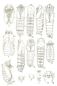 Lepidopteran pupae by Edna Mosher. Used under a Public domain license.
