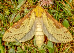 Sthenopis thule 13287717 by nolieschneider. Used under a CC BY 4.0 license.