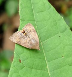 Hyblaea puera at Kadavoor by 
Jeevan Jose, Kerala, India. Used under a CC BY-SA 4.0 license.