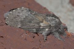 Heteropacha rileyana P1300806b by 
xpda. Used under a CC BY-SA 4.0 license.