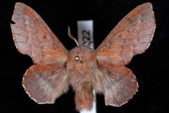 Phyllodesma americana by Jeremy deWaard, University of British Columbia. Used under a CC BY 3.0 license.
