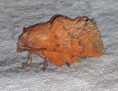 Phyllodesma americana 1 by Jacy Lucier. Used under a CC BY-SA 4.0 license.