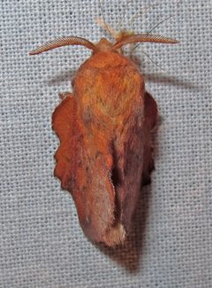 Phyllodesma americana 2 by Jacy Lucier. Used under a CC BY-SA 4.0 license.